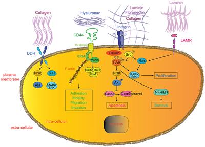 Targeting the Extra-Cellular Matrix—Tumor Cell Crosstalk for Anti-Cancer Therapy: Emerging Alternatives to Integrin Inhibitors